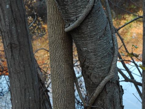 Trees intertwined | Smithsonian Photo Contest | Smithsonian Magazine