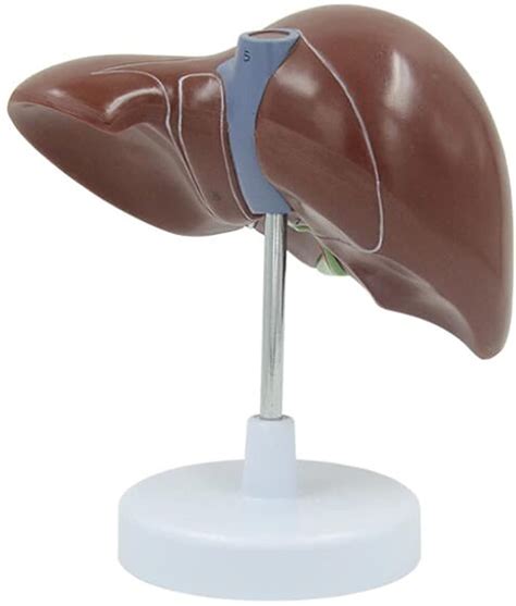 Buy Jydnbgls Life Size Human Liver Model Liver Anatomical Model