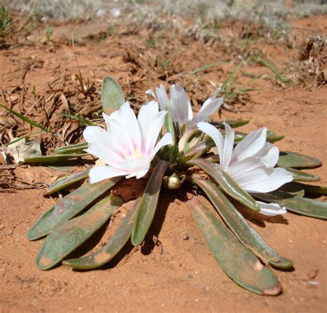 Seinet Portal Network Lewisia Brachycalyx