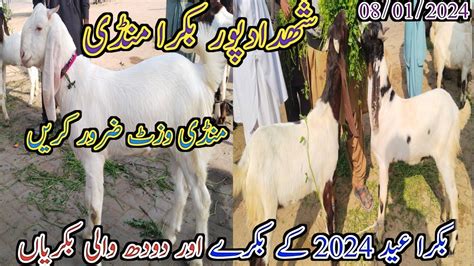 Shahdadpur Bakra Mandi Latest Update Today Bakra Eid 2024 Goat