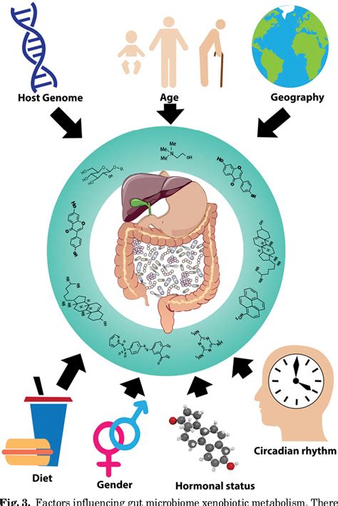 Restoring Gut Microbiome After Antibiotics