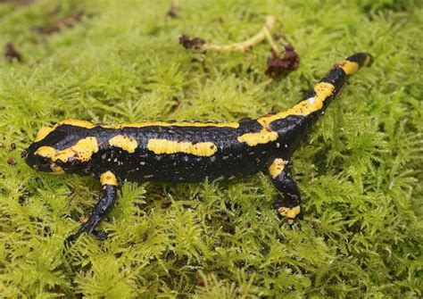 La Salamandre Tachetée Quel Est Cet Animal