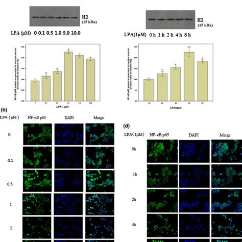 TLR4 NF κB signaling pathways involved in LPA induced atherosclerosis