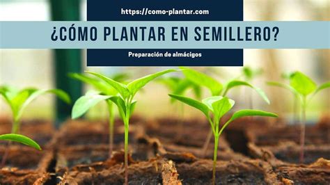 Cómo plantar en semillero Preparación y siembra en almácigos