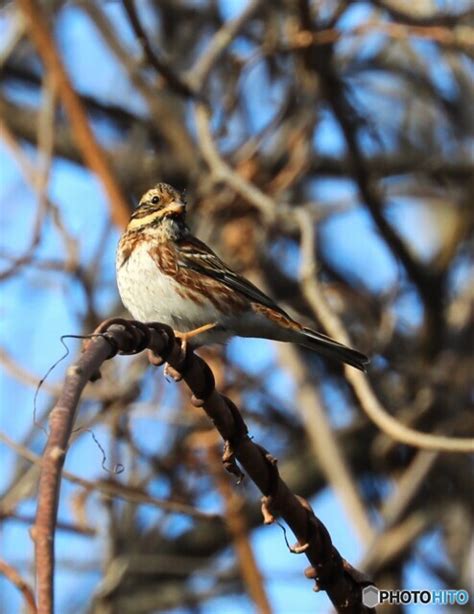 Rustic Bunting By Matti Id Photohito