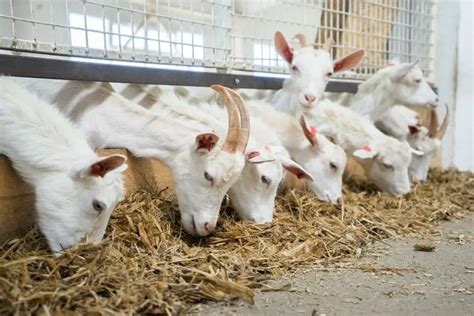 How Much Do Dairy Goats Eat Here Are The Facts