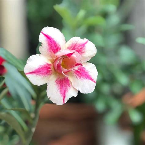 Desert Rose Bonsai Care Guide