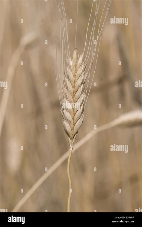 Einkorn Wheat Triticum Monococcum Stock Photo Alamy