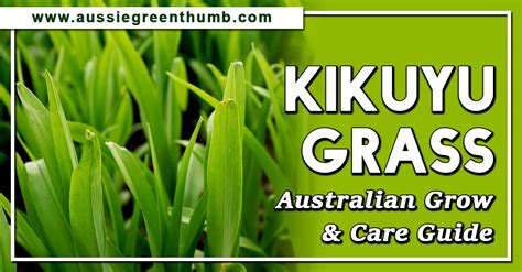 Kikuyu Grass Australian Grow And Care Guide Agt