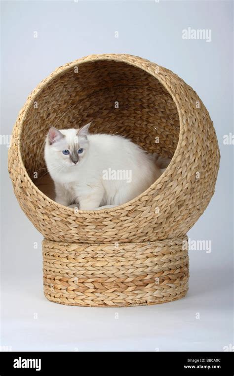 Sacred Cat Of Birma Blue Tabby Point Month Birman Cat S Basket Stock