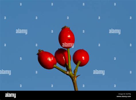 Deep Red Fruits Known As Haws Hi Res Stock Photography And Images Alamy