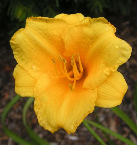 Stella De Oro Daylily Natorps Online Plant Store