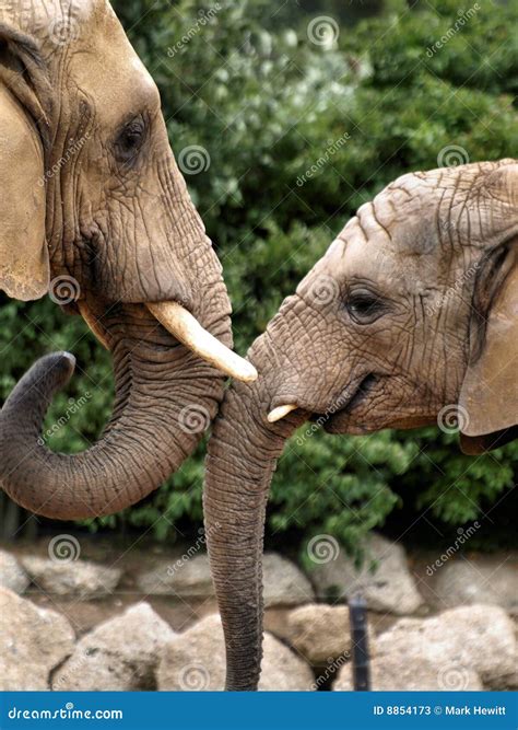 Affectionate Elephants Stock Image Image Of Parent Father 8854173