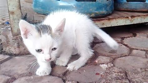 The Cute Homeless Kitten Doesnt Want Me To Go Home Until I Feed Her