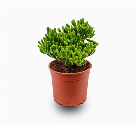 Crassula Ovata ‘hobbit Buy Online In Uae Green Souq Uae