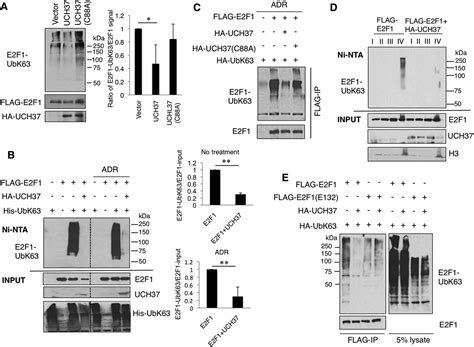 Regulation Of E2 Promoter Binding Factor 1 E2f1 Transcriptional Activity Through A