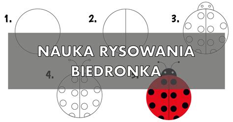 Jak narysować biedronkę krok po kroku Nauka rysowania biedronki