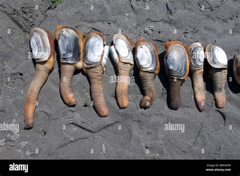 Geoduck Clam Digging On Washinton States Puget Sound During A Minus 3