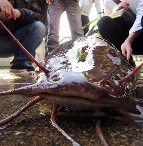 每天认识一种鱼54丨胡子鲶本地塘鲺吃人塘鲺表亲却是鲶鱼届小鲜肉