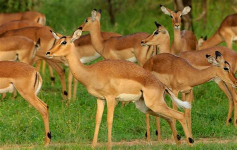 Kruger Park News - Why Female Water Buffalo Have Horns