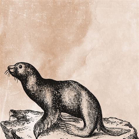 Vintage Seal Illustration Free Stock Photo Public Domain Pictures