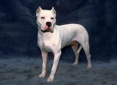 Argentine Dogo Hunter Dogs ~ The Dog Breeds