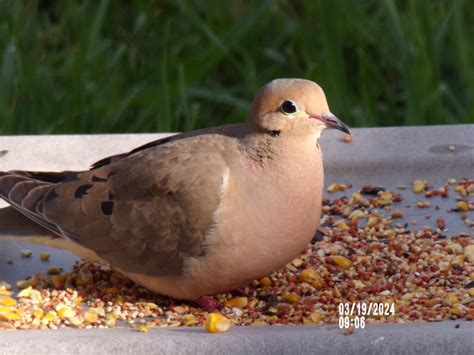 Differences Between Male And Female Mourning Doves Feederwatch