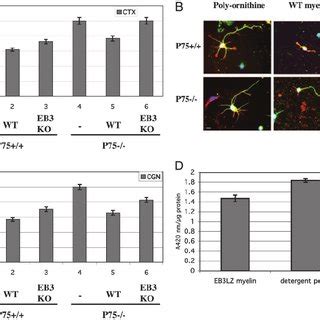 Expression Of Ephrin B3 In The Spinal Cord A X Gal Staining Of