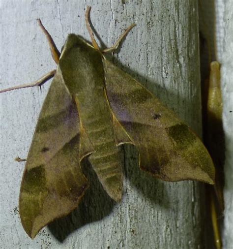 Darapsa Myron Virginia Creeper Sphinx Darapsa Myron BugGuide Net