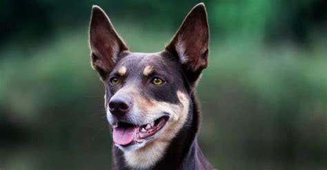 Australian Kelpie Dog Pictures - AZ Animals