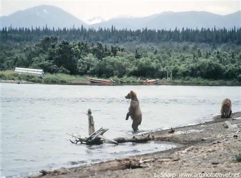 Bears Fishing at Brooks Falls Alaska – artphototravel