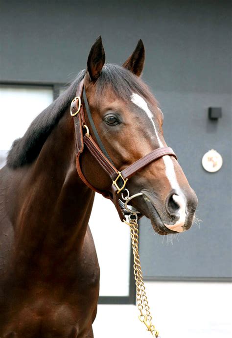 【注目馬動向】凱旋門賞挑戦タイトルホルダーの受け入れ先が仏・シャンティイの小林智厩舎に決定 Umatoku 馬トク