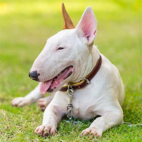 Bullterrier Nomanyazan