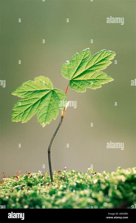 Sycamore Seedling Acer Pseudoplatanus Stock Photo Alamy