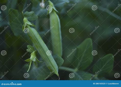 Ripe Pea Pods In The Garden Juicy Pea Fruits Stock Image Image Of