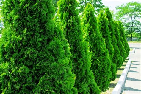 Incredible Evergreen Trees For Privacy