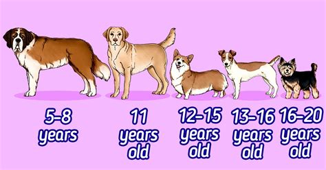 How Long Do Dogs Live The Average Lifespan Of Popular Dog Breeds Now