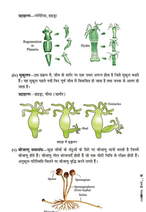 How Do Organisms Reproduce Class 10 Notes Pdf जीव जनन कैसे करते हैं