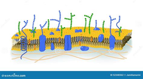 Illustration För Cellmembran Stock Illustrationer Illustration Av