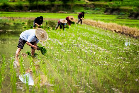 Farmers Who Have Planted Rice Seedlings Picture And HD Photos | Free ...