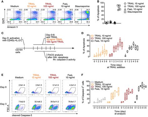 Frontiers Trail R1 And Trail R2 Mediate Trail Dependent Apoptosis In