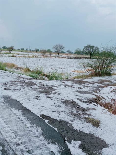 Unseasonal Rain Hailstorms Destroy 42000 Hectares Of Crops In