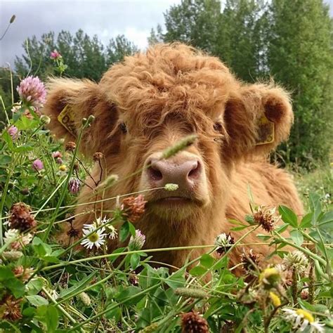 Vacas Adorables Cute Baby Cow Fluffy Cows Pretty Animals