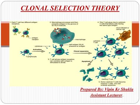 Clonal Selection Theory Ppt