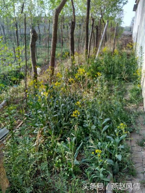 農村在田間，地頭，房前屋後種植板藍根 每日頭條