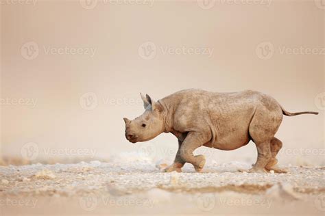 Black Rhinoceros baby running 706380 Stock Photo at Vecteezy