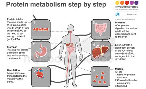 We Can Ingest A Lot Of Protein And Break It Down And Digest It But