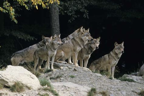 Gray Wolf Seen In One California Region For First Time In 100 Years Population Strong In Michigan