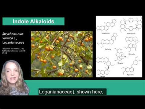 Plant Secondary Metabolism Alkaloids YouTube