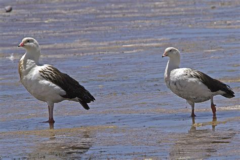 Photos of ducks, geese and swans - Family Anatidae